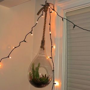Two hanging terrariums